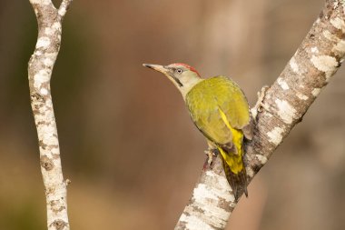 Avrupa-Sibirya meşe, kayın ve çamlardan oluşan bir ormandaki kayın ağacının gövdesinde günün son ışıklarıyla yeşil ağaçkakan kadın.