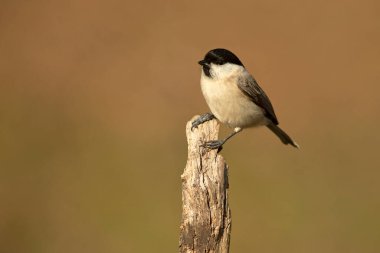 Marsh tit in a Euro-Siberian forest of oak, beech and pine with the last light of the afternoon
