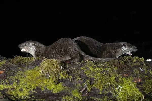 stock image Otter family on a mountain river in the early evening of a winter day