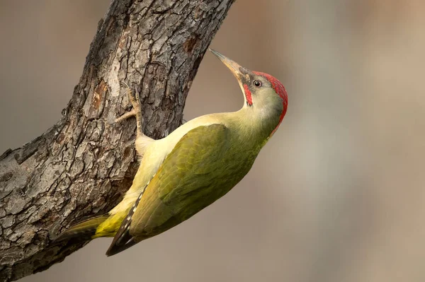 Avrupa-Sibirya meşe ve meşe ormanlarından oluşan bir kayın ağacının gövdesinde günün son ışıklarıyla yetişkin bir erkek yeşil ağaçkakan.