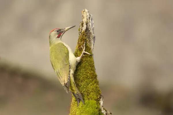 Avrupa-Sibirya meşe ve meşe ormanlarından oluşan bir kayın ağacının gövdesinde günün son ışıklarıyla yetişkin bir erkek yeşil ağaçkakan.