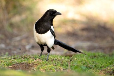 Akdeniz ormanlarında sıradan bir saksağan Akdeniz meşesi ve çam ormanlarında ilk sabah ışıklarıyla