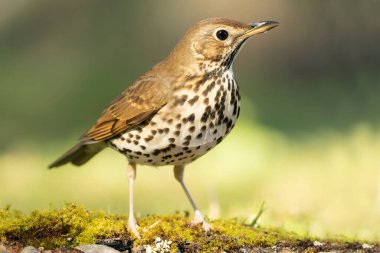 Akdeniz ormanlarında ardıç kuşu. İlk sabah ışıkları bir su kaynağının yakınında.