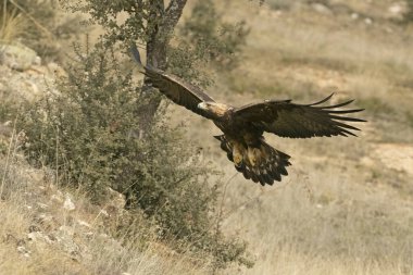 Yetişkin erkek Altın Kartal soğuk bir kış gününde Akdeniz çam ve meşe ormanlarında uçuyor.