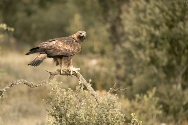 Yetişkin erkek Altın Kartal soğuk bir kış gününün ilk ışıklarıyla Akdeniz 'de bir çam ve meşe ormanına tünedi.
