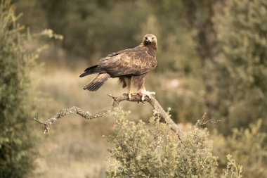 Yetişkin erkek Altın Kartal soğuk bir kış gününün ilk ışıklarıyla Akdeniz 'de bir çam ve meşe ormanına tünedi.