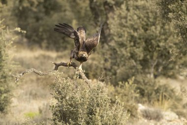 Yetişkin erkek Altın Kartal soğuk bir kış gününde Akdeniz çam ve meşe ormanlarında uçuyor.