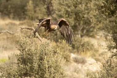 Yetişkin erkek Altın Kartal soğuk bir kış gününde Akdeniz çam ve meşe ormanlarında uçuyor.