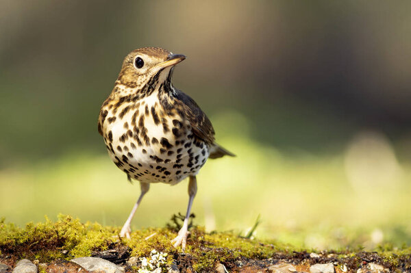 Song thrush in a Mediterranean forest with the first morning lights near a water point