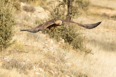 Yetişkin erkek Altın Kartal soğuk bir kış gününde Akdeniz çam ve meşe ormanlarında uçuyor.