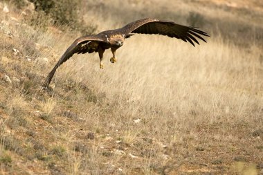 Yetişkin erkek Altın Kartal soğuk bir kış gününde Akdeniz çam ve meşe ormanlarında uçuyor.