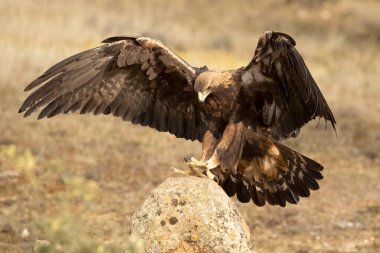 Golden Eagle arriving at its favorite perch within its territory in a Mediterranean forest at first light in the morning clipart