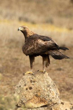 Yetişkin erkek Altın Kartal soğuk bir kış gününün ilk ışıklarıyla Akdeniz 'de bir çam ve meşe ormanına tünedi.