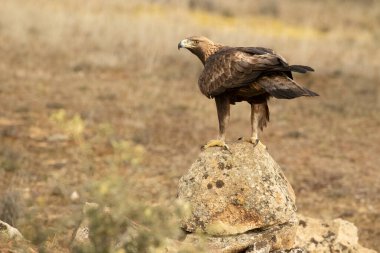 Yetişkin erkek Altın Kartal soğuk bir kış gününün ilk ışıklarıyla Akdeniz 'de bir çam ve meşe ormanına tünedi.
