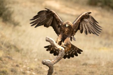 Golden Eagle arriving at its favorite perch within its territory in a Mediterranean forest at first light in the morning clipart