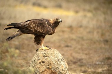 Yetişkin erkek Altın Kartal soğuk bir kış gününün ilk ışıklarıyla Akdeniz 'de bir çam ve meşe ormanına tünedi.