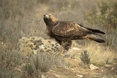 Yetişkin erkek Altın Kartal soğuk bir kış gününün ilk ışıklarıyla Akdeniz 'de bir çam ve meşe ormanına tünedi.