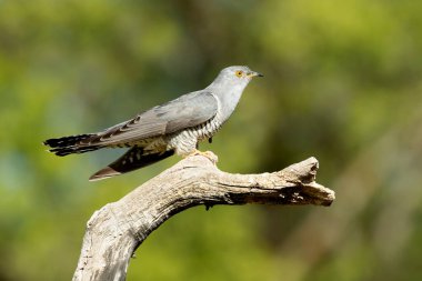 Common Cuckoo on his favorite watchtower with the last lights of a spring day in a Mediterranean forest clipart