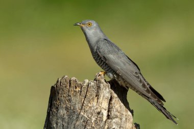 Akdeniz ormanlarında bahar gününün son ışıklarıyla en sevdiği gözetleme kulesinde sıradan bir guguk kuşu.
