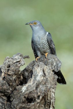 Akdeniz ormanlarında bahar gününün son ışıklarıyla en sevdiği gözetleme kulesinde sıradan bir guguk kuşu.