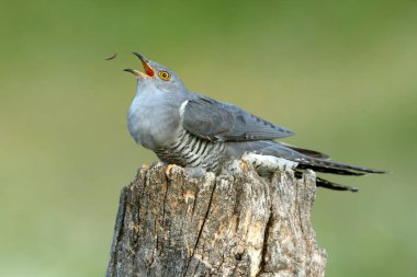 Akdeniz ormanlarında bahar gününün son ışıklarıyla en sevdiği gözetleme kulesinde sıradan bir guguk kuşu.