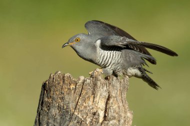 Akdeniz ormanlarında bahar gününün son ışıklarıyla en sevdiği gözetleme kulesinde sıradan bir guguk kuşu.