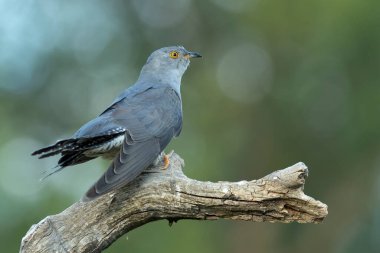 Common Cuckoo on his favorite watchtower with the last lights of a spring day in a Mediterranean forest clipart