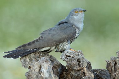 Akdeniz ormanlarında bahar gününün son ışıklarıyla en sevdiği gözetleme kulesinde sıradan bir guguk kuşu.