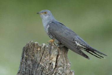 Akdeniz ormanlarında bahar gününün son ışıklarıyla en sevdiği gözetleme kulesinde sıradan bir guguk kuşu.