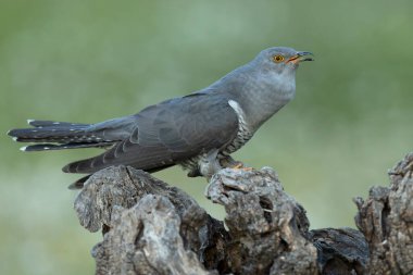 Akdeniz ormanlarında bahar gününün son ışıklarıyla en sevdiği gözetleme kulesinde sıradan bir guguk kuşu.