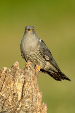 Akdeniz ormanlarında bahar gününün son ışıklarıyla en sevdiği gözetleme kulesinde sıradan bir guguk kuşu.