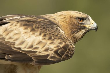Booted Eagle male in pale phase in a Mediterranean forest at first light of day clipart