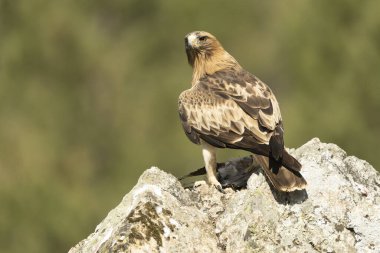 Günün ilk ışıklarıyla Akdeniz ormanlarında solgun yüzlü bir Kartal erkeği.