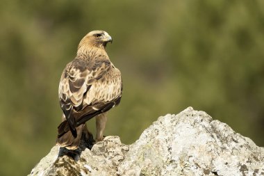 Günün ilk ışıklarıyla Akdeniz ormanlarında solgun yüzlü bir Kartal erkeği.