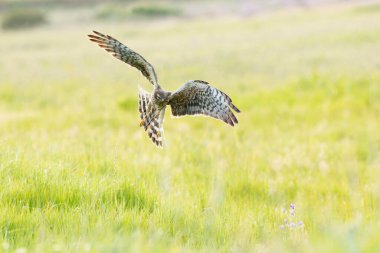 Dişi Montagu 'nun taşıyıcısı bahar gününün ilk ışıklarıyla mısır gevreği bozkırında üreme bölgesine uçuyor.