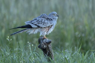 Yetişkin erkek Montagu 'nun en sevdiği gözetleme kulesinde bahar gününün ilk ışıklarıyla mısır gevreği bozkırında.