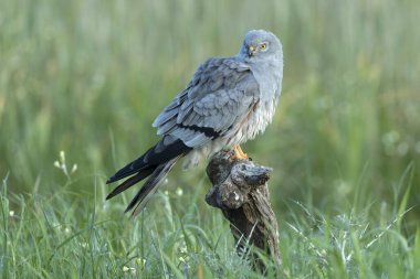 Yetişkin erkek Montagu 'nun en sevdiği gözetleme kulesinde bahar gününün ilk ışıklarıyla mısır gevreği bozkırında.