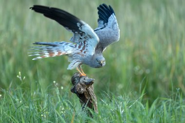 Yetişkin erkek Montagu 'nun en sevdiği gözetleme kulesinde bahar gününün ilk ışıklarıyla mısır gevreği bozkırında.
