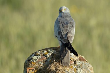 Yetişkin erkek Montagu 'nun en sevdiği gözetleme kulesinde bahar gününün ilk ışıklarıyla mısır gevreği bozkırında.