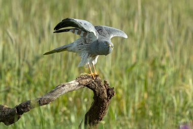 Adult male Montagu's harrier at his favorite watchtower within his breeding territory on a cereal steppe at the first light of a spring day clipart