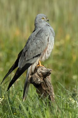 Yetişkin erkek Montagu 'nun en sevdiği gözetleme kulesinde bahar gününün ilk ışıklarıyla mısır gevreği bozkırında.