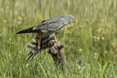 Yetişkin erkek Montagu 'nun en sevdiği gözetleme kulesinde bahar gününün ilk ışıklarıyla mısır gevreği bozkırında.