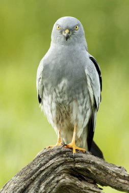 Yetişkin erkek Montagu 'nun en sevdiği gözetleme kulesinde bahar gününün ilk ışıklarıyla mısır gevreği bozkırında.
