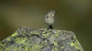Bir bahar gününün ilk ışıklarıyla, yüksek dağ kayalarının olduğu bir bölgedeki su perisi.