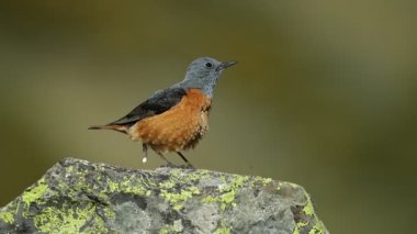 Erkek Rufous kuyruklu kaya ardıç kuşu ilkbaharda kayalık bir dağ bölgesinde üreme bölgesinde.