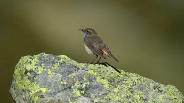 Bahar gününün ilk ışıklarıyla bir dağ bölgesindeki bir kayanın üzerinde mavi boğazlı erkek.
