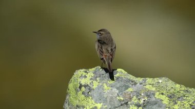 Bahar gününün ilk ışıklarıyla bir dağ bölgesindeki bir kayanın üzerinde mavi boğazlı erkek.
