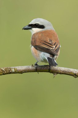 Erkek Kırmızı Sırtlı Örümcekkuşu ilk bahar gününün ilk ışıklarıyla meşe ve dikenli çalıların arasında yuvalanan bölgede.