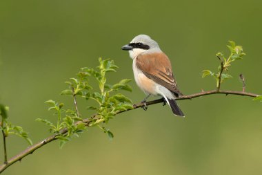 Erkek Kırmızı Sırtlı Örümcekkuşu ilk bahar gününün ilk ışıklarıyla meşe ve dikenli çalıların arasında yuvalanan bölgede.