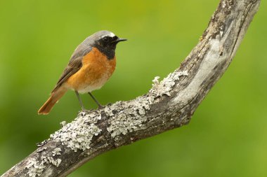 Atlantik meşe ve kayın ormanlarında bahar gününün son ışıklarıyla sıradan bir kızıl erkek.